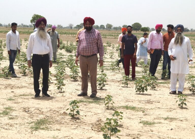 ਮਾਨਸਾ : ਡਾਇਰੈਕਟਰ ਖੇਤੀਬਾੜੀ ਨੇ ਗੁਲਾਬੀ ਸੁੰਡੀ ਦੇ ਖਦਸ਼ੇ ਤੋਂ ਪ੍ਭਾਵਿਤ ਖੇਤਾਂ ਦਾ ਲਿਆ ਜਾਇਜ਼ਾ
