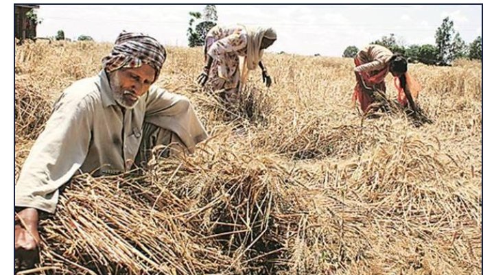 ਹੋ ਜਾਓ ਸਾਵਧਾਨ !ਕਿਸਾਨ ਆਪਣੀ ਜ਼ਮੀਨ ਦੀ ਸਮਰੱਥਾ ਤੋਂ ਵੱਧ ਪੈਦਾ ਹੋਈ ਫਸਲ ਨੂੰ ਐਮਐਸਪੀ ‘ਤੇ ਨਹੀਂ ਵੇਚ ਸਕਣਗੇ, ਪੜ੍ਹੋ ਮਾਮਲਾ ਜਾਨਣ ਲਈ ਪੂਰੀ ਖ਼ਬਰ