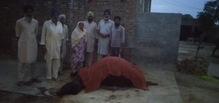 ਮਾਨਸਾ ਦੇ ਪਿੰਡ ਬਾਜੇਵਾਲਾ ਚ ਅਸਮਾਨੀ ਬਿਜਲੀ ਡਿੱਗਣ ਕਾਰਨ ਇੱਕੋ ਘਰ ਦੇ 3 ਪਸ਼ੂਆਂ ਦੀ ਹੋਈ ਮੌਤ