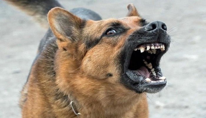 ਪੰਜਾਬ ਦੀਆਂ ਜੇਲ੍ਹਾਂ ‘ਚ ਹੁਣ ਵਿਦੇਸ਼ੀ ਕੁੱਤੇ ਲੱਭਣਗੇ ਫੋਨ, ਲੁਧਿਆਣਾ ਜੇਲ੍ਹ ‘ਚ ਟ੍ਰਾਇਲ ਹੋਇਆ ਸ਼ੁਰੂ