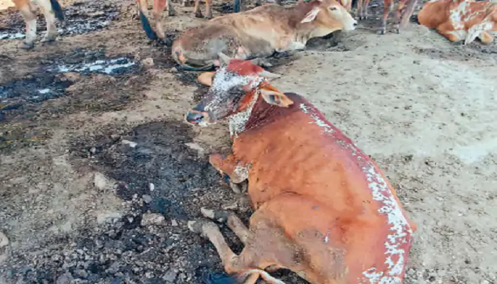 ਘਾਤਕ ਹੋਇਆ ਲੰਪੀ : ਪੰਜਾਬ ‘ਚ ਲੰਪੀ ਨਾਲ 24 ਘੰਟਿਆਂ ‘ਚ 800 ਪਸ਼ੂਆਂ ਦੀ ਮੌਤ